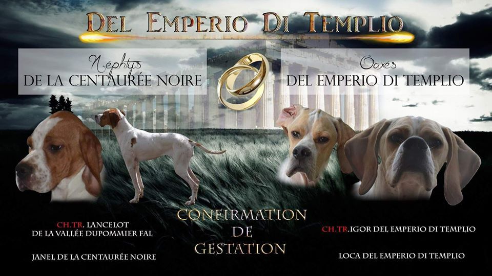 del emperio di templio - Confirmation de gestation 