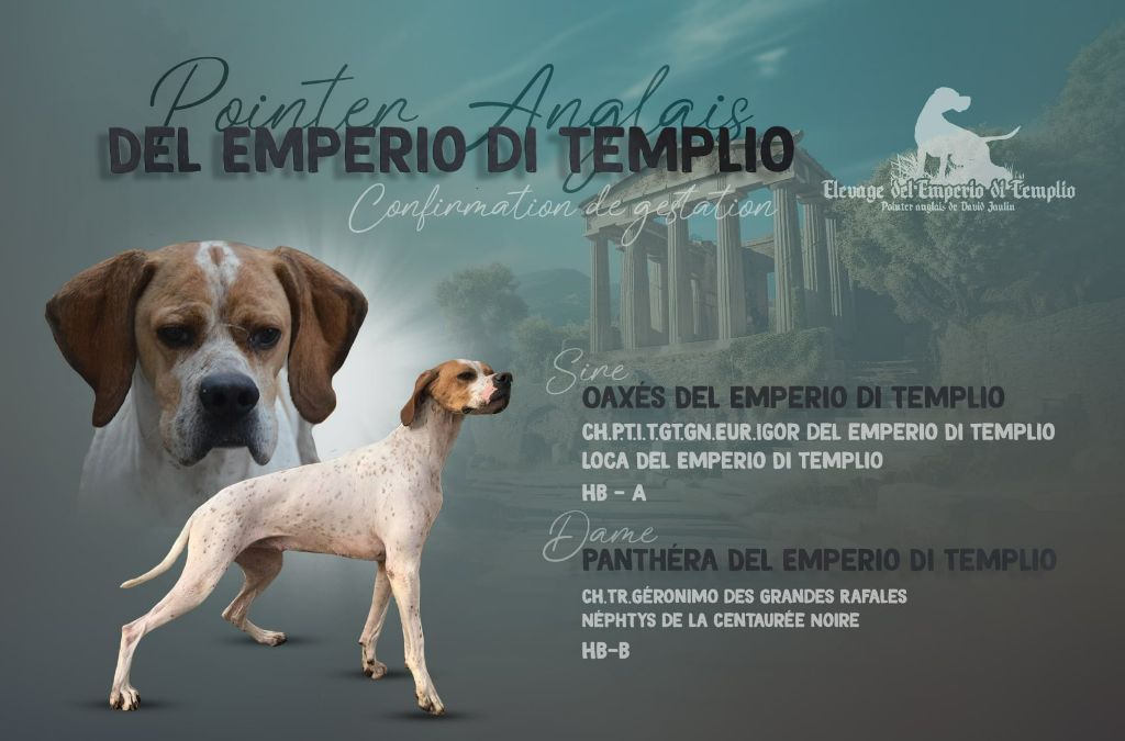 chiot Pointer del emperio di templio