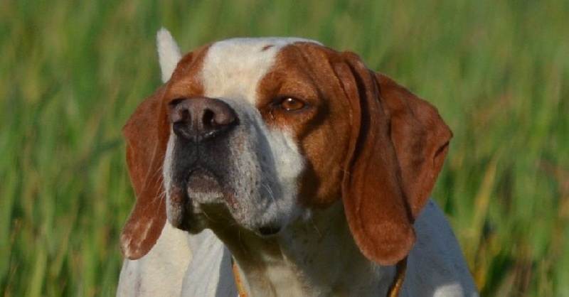 Rocio Du poulit san danis