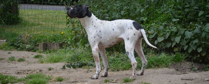 Eglantine de la vallée des quatres sapins