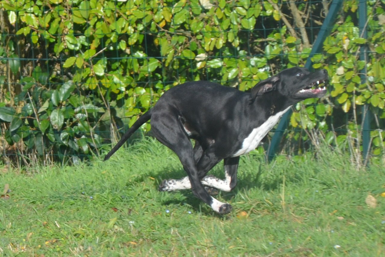 Azia Des Bois De Jambelle