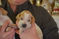 CHIOT