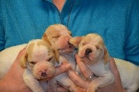 CHIOT