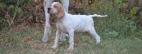 CHIOT