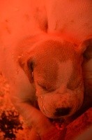 CHIOT