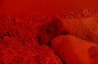 CHIOT
